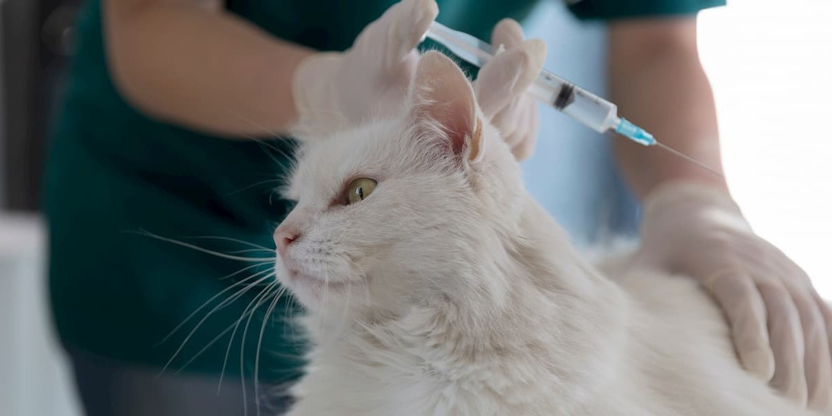 Vaccination des chiens et chats