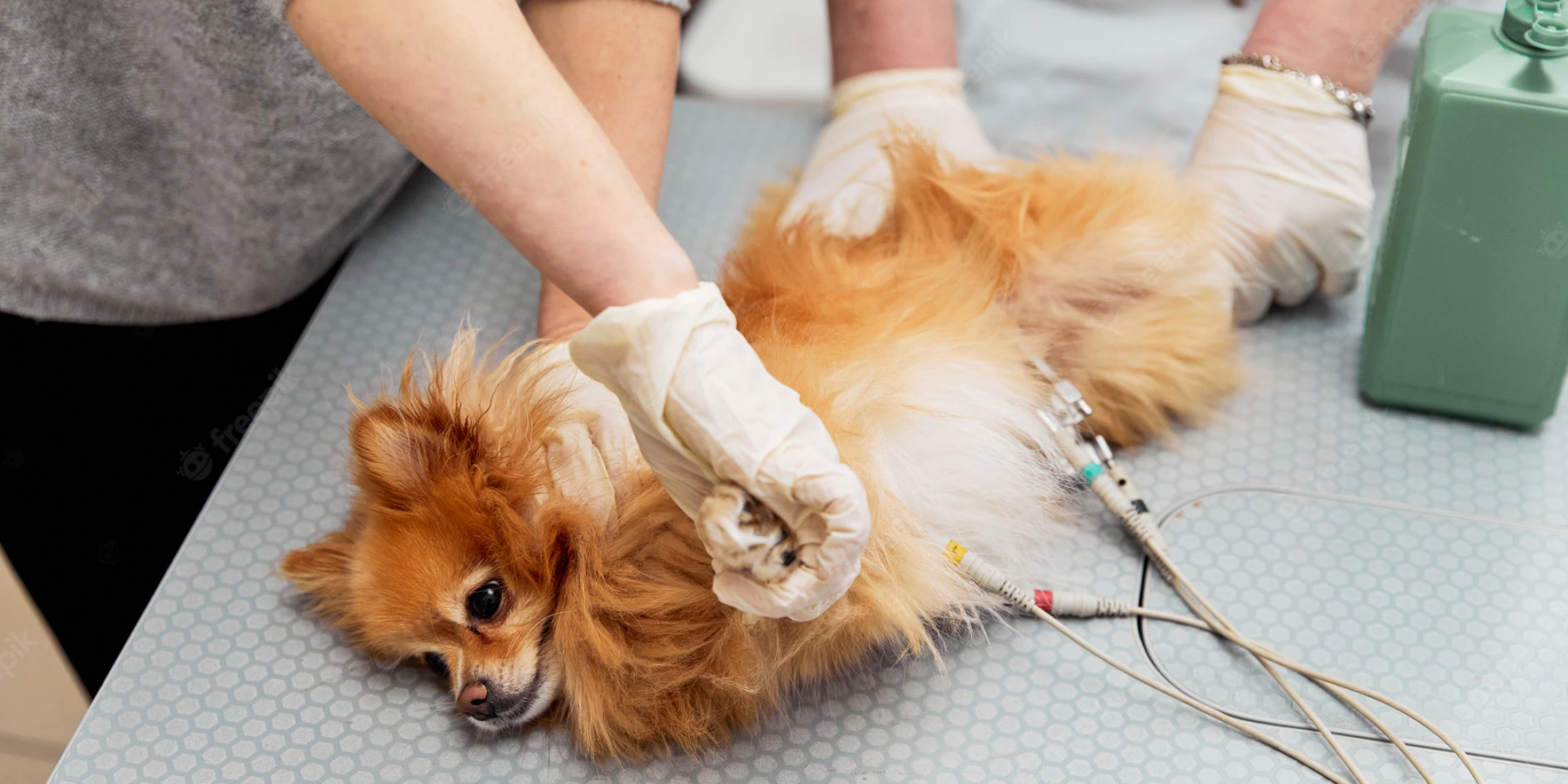 Surveiller son chien insuffisant cardiaque