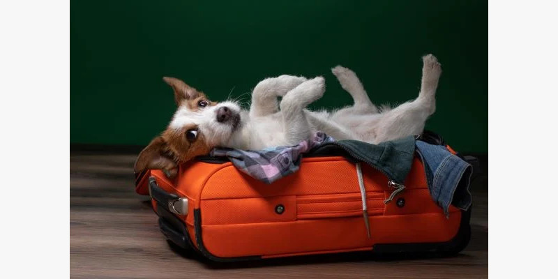 Voyager avec mon animal de compagnie !