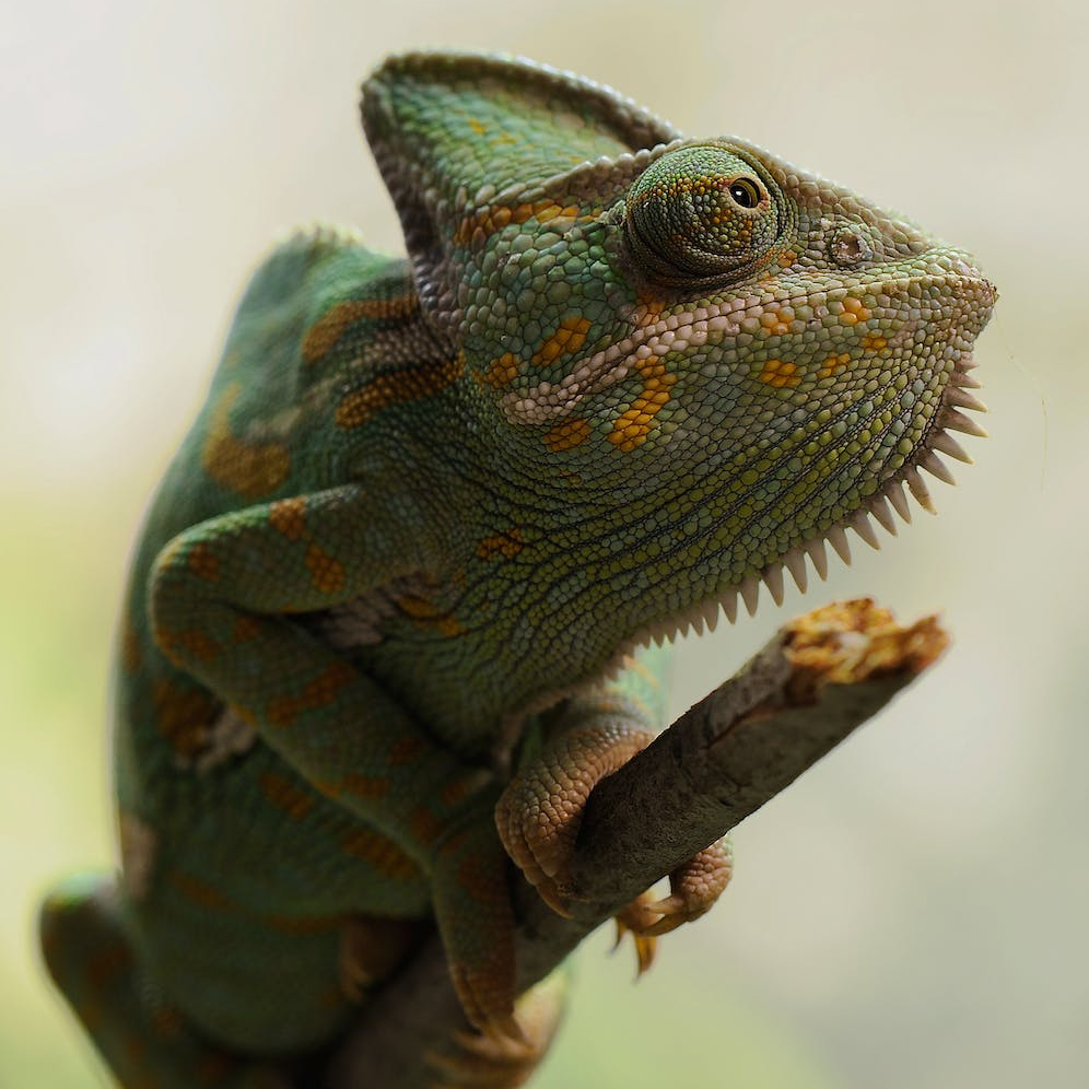 Comment prendre soin de son caméléon casqué.
