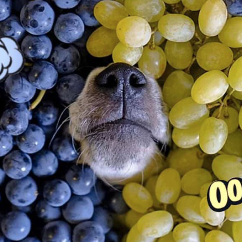 Le raisin