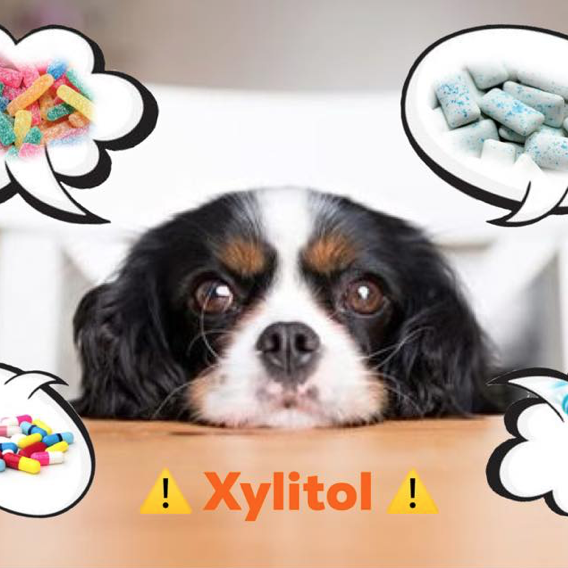 Le xylitol