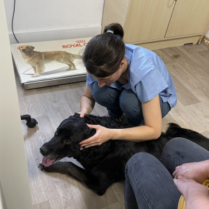 OSTEOPATHIE VETERINAIRE AVEC LE DR ELISE GICQUEL