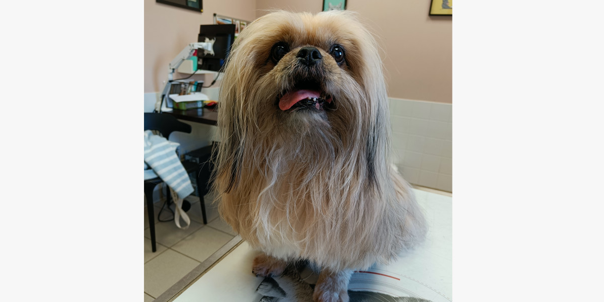 L’hypercorticisme chez le chien: quand les hormones s'emballent