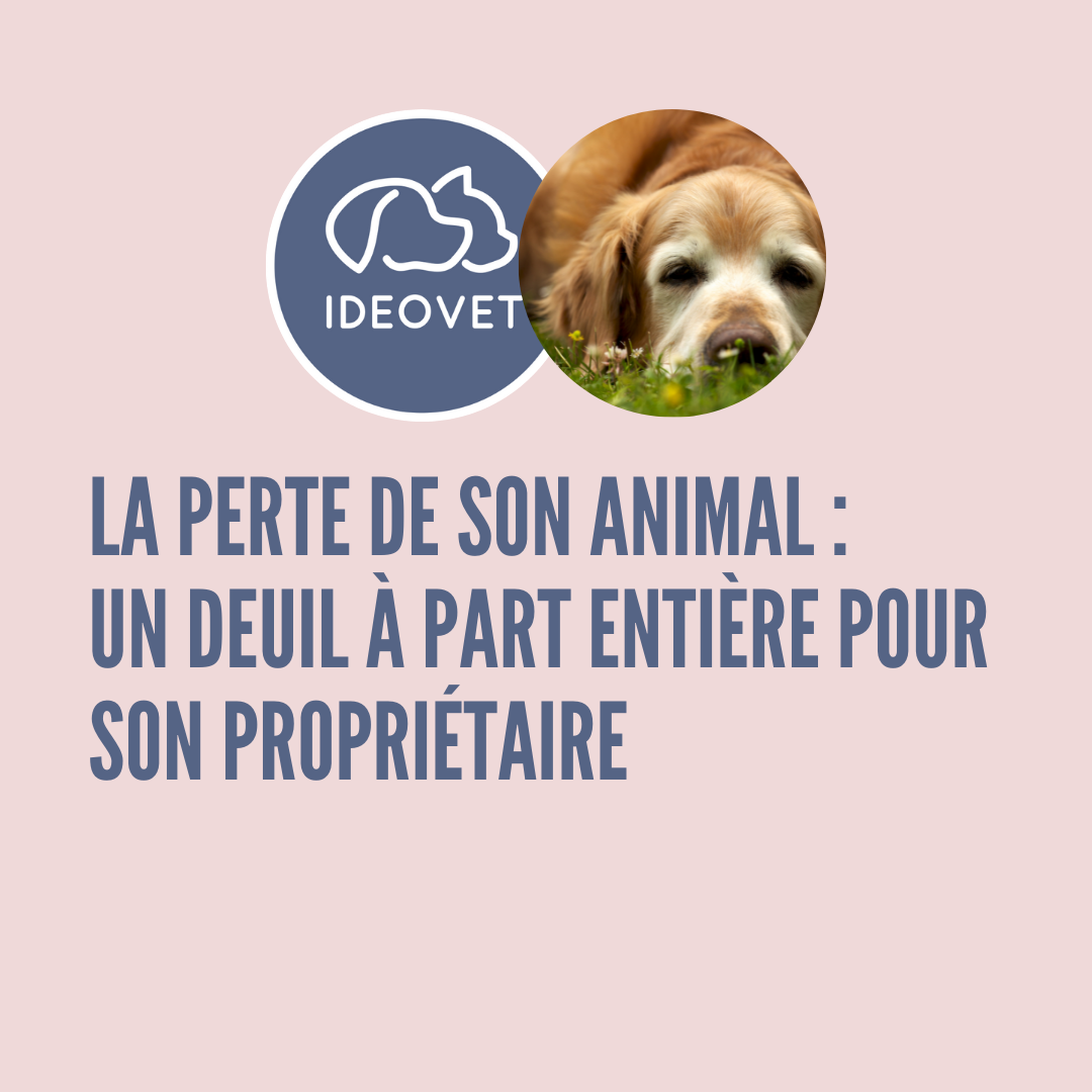 LA PERTE DE SON ANIMAL : UN DEUIL A PART ENTIERE POUR SON PROPRIETAIRE