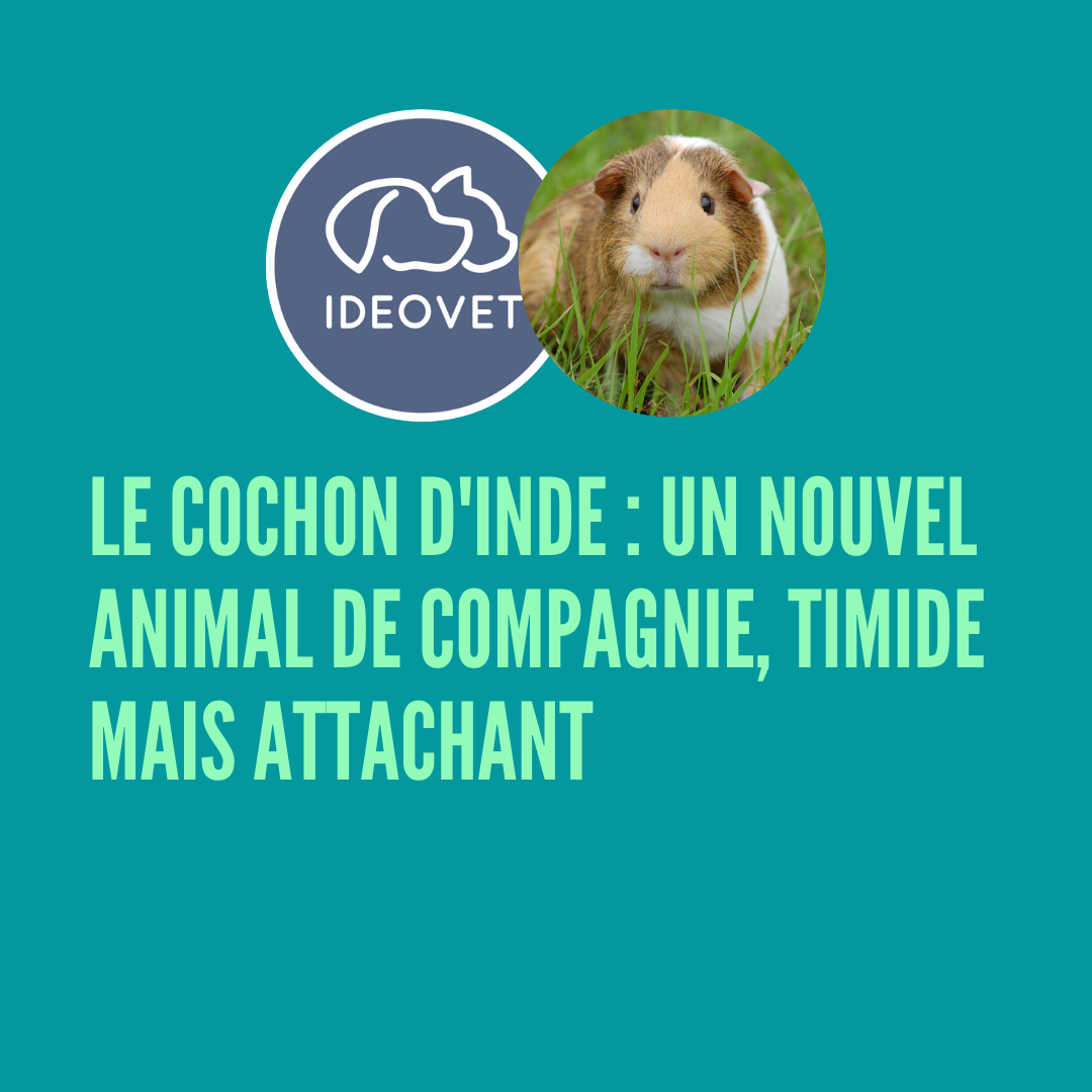 Le cochon d'inde : un Nouvel animal de compagnie, timide mais attachant