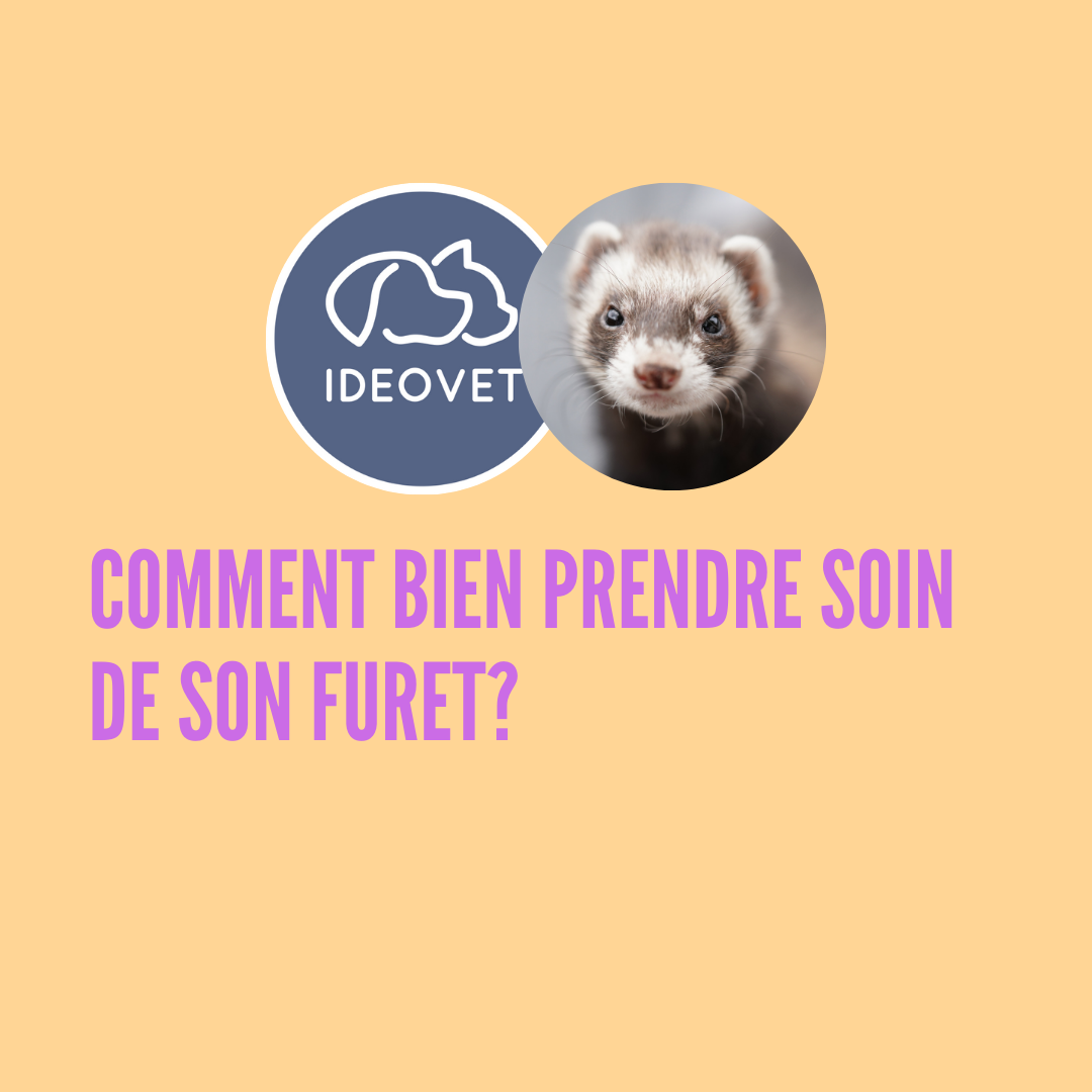 LE FURET