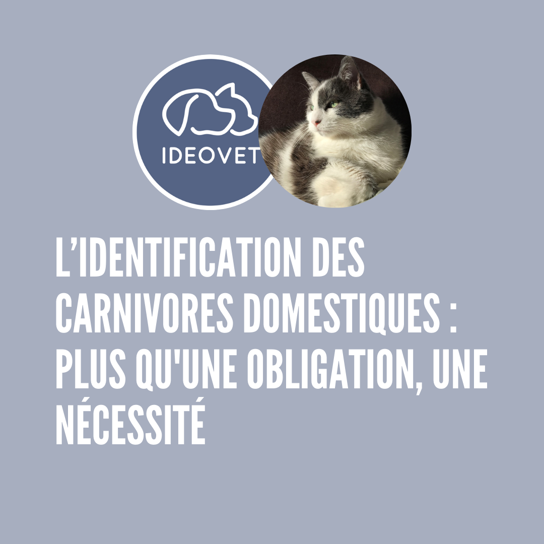 L'IDENTIFICATION DES CARNIVORES DOMESTIQUES : PLUS QU'UNE OBLIGATION, UNE NECESSITE