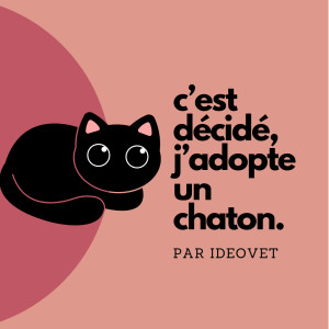 C'est décidé, j'adopte un chat.