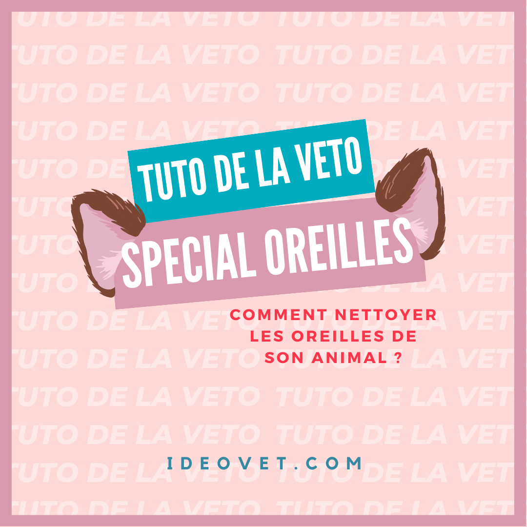 TUTO DE LA VETO : SPECIAL SOINS DES OREILLES