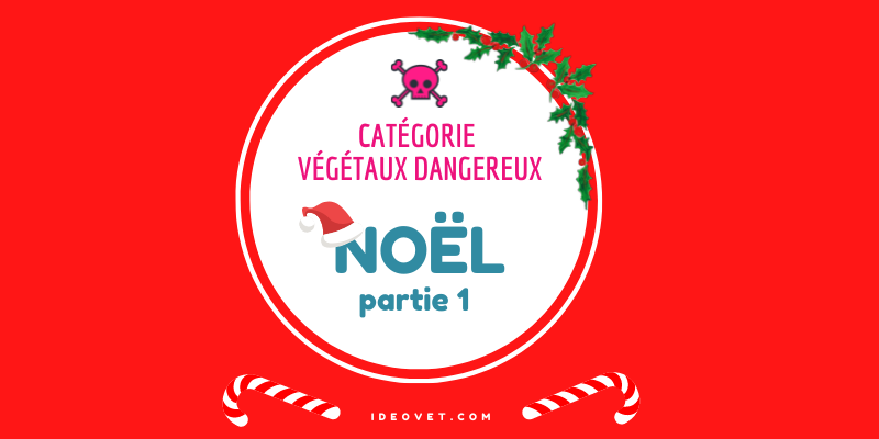 INFO INTOX : NOËL partie 1