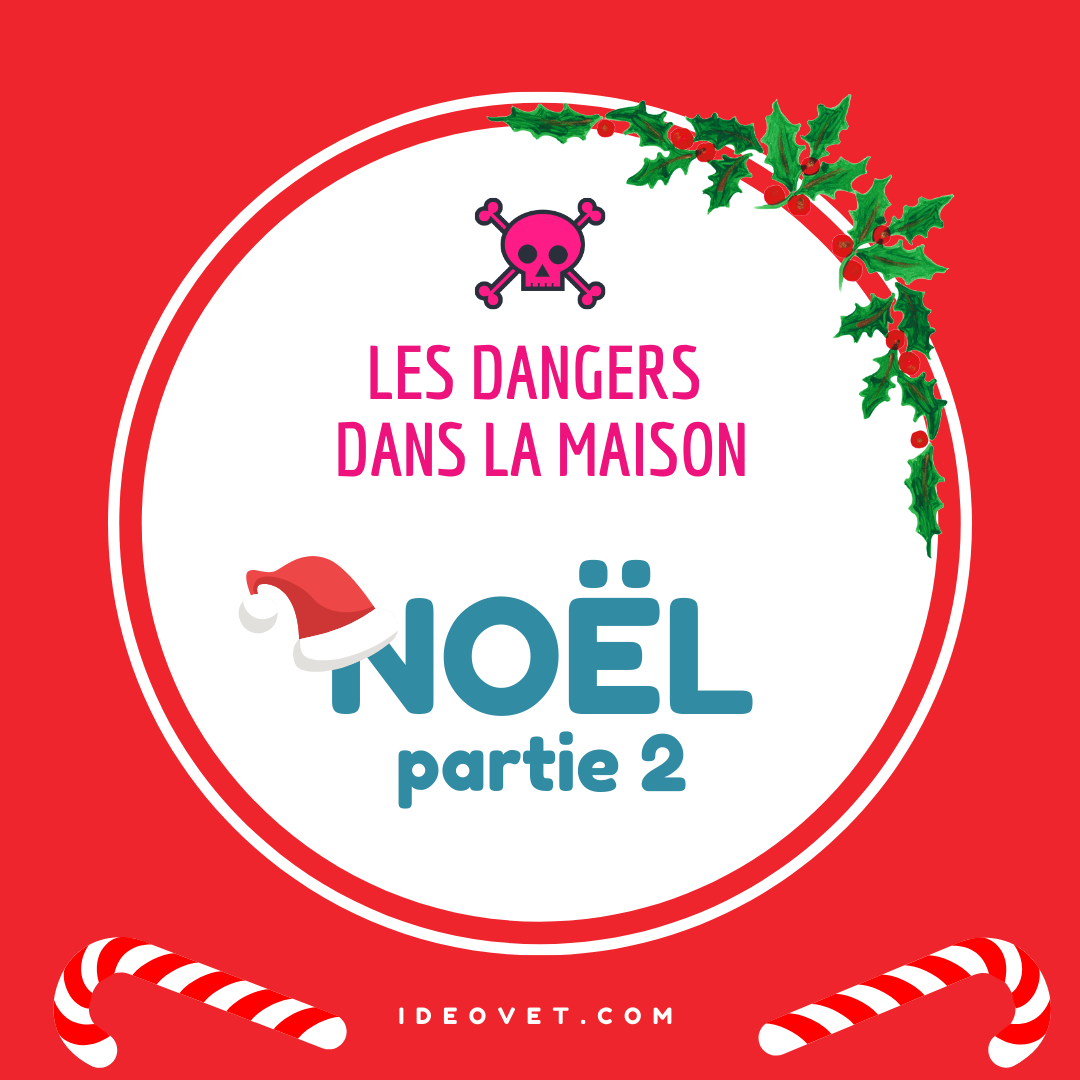 INFO INTOX : NOEL Partie 2