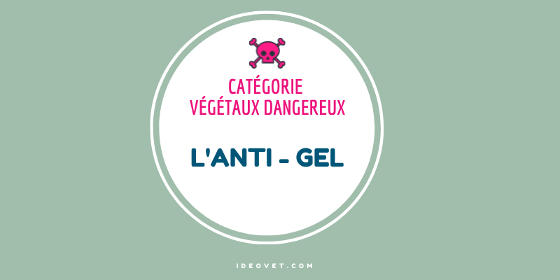 INFO INTOX : ANTI GEL