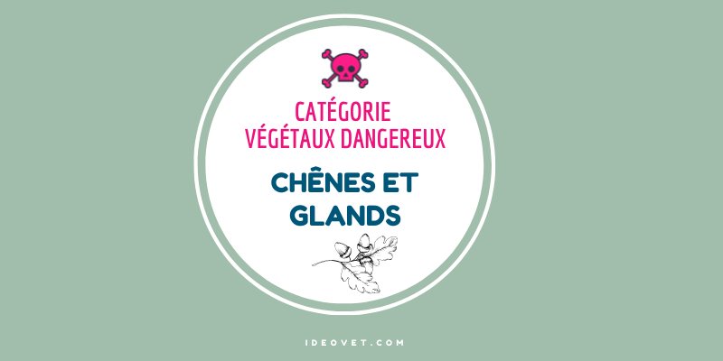 INFO INTOX : GLANDS ET CHÊNES