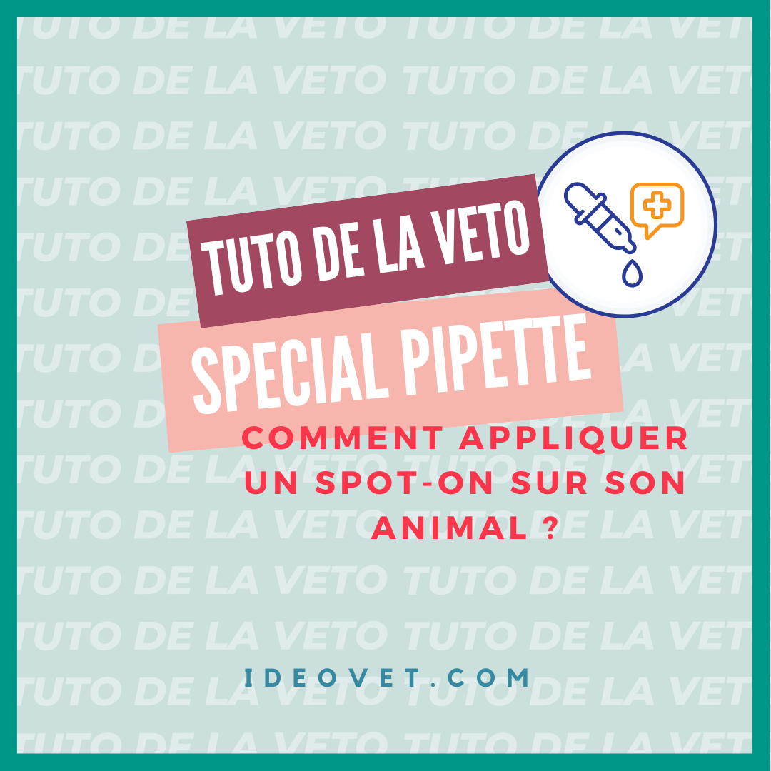 TUTO DE LA VETO : Comment appliquer un spot-on sur son animal?