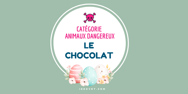 INFO INTOX : LE CHOCOLAT