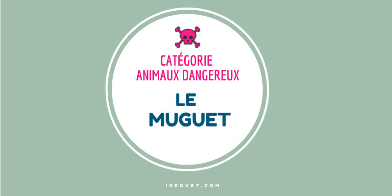 INFO INTOX  : LE MUGUET