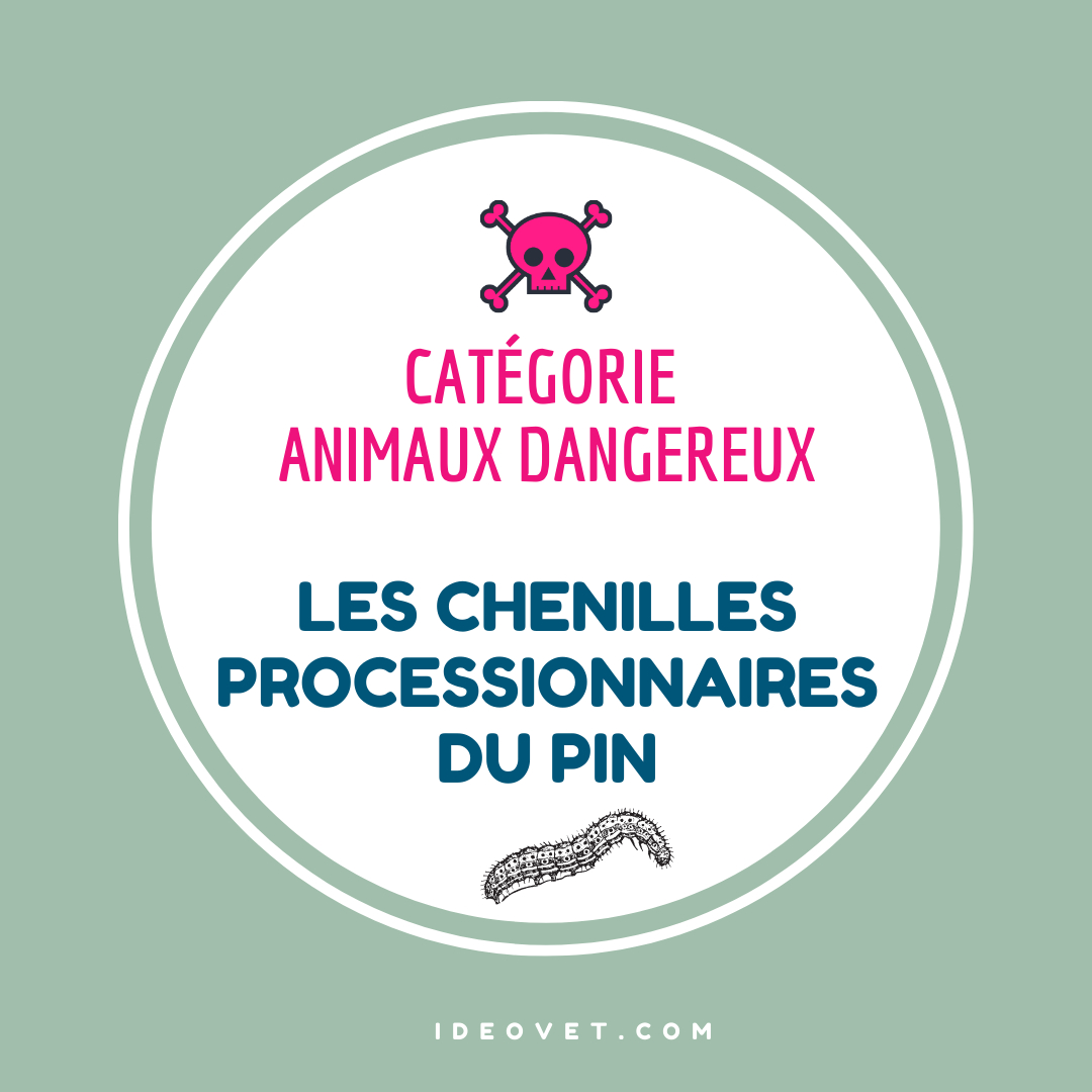 INFO INTOX : LES CHENILLES PROECESSIONNAIRES DU PIN
