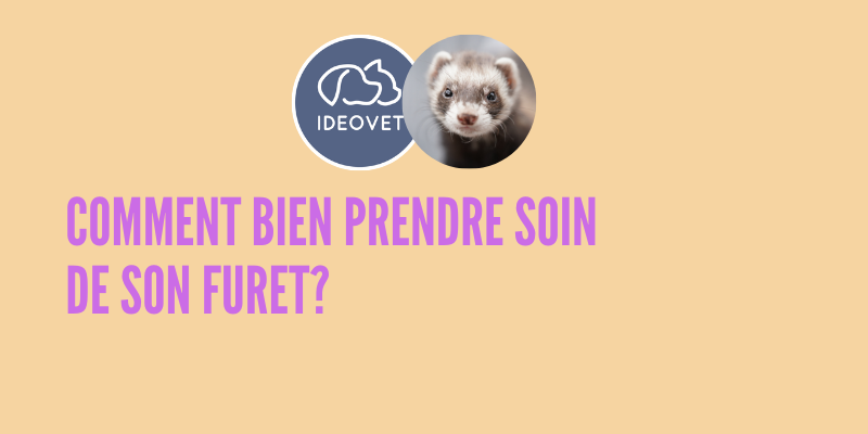 LE FURET