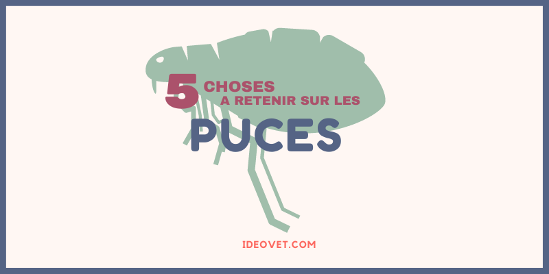 INFOS PUCES
