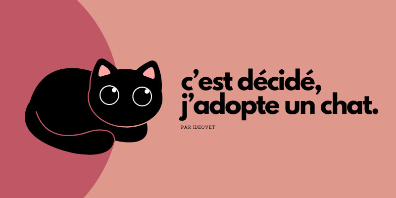 C'est décidé, j'adopte un chat.