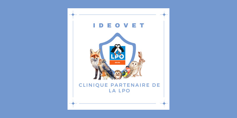 NOUS SOMMES CLINIQUE PARTENAIRE DE LA LPO ANJOU( Ligue de Protection des Oiseaux)