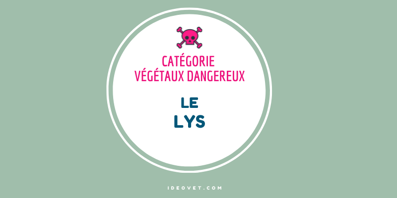 INFO INTOX : LE LYS