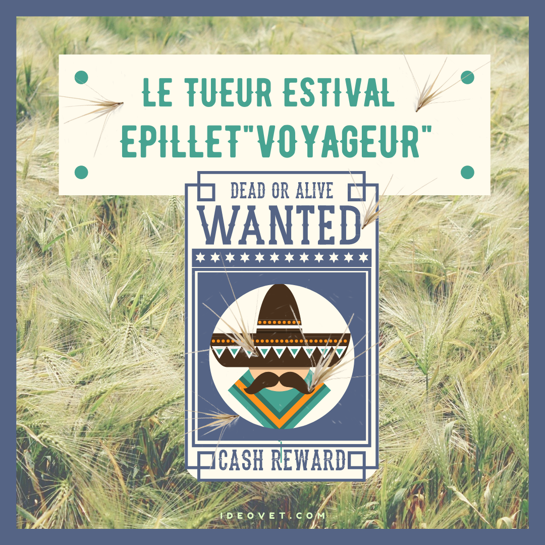 ALERTE EPILLETS