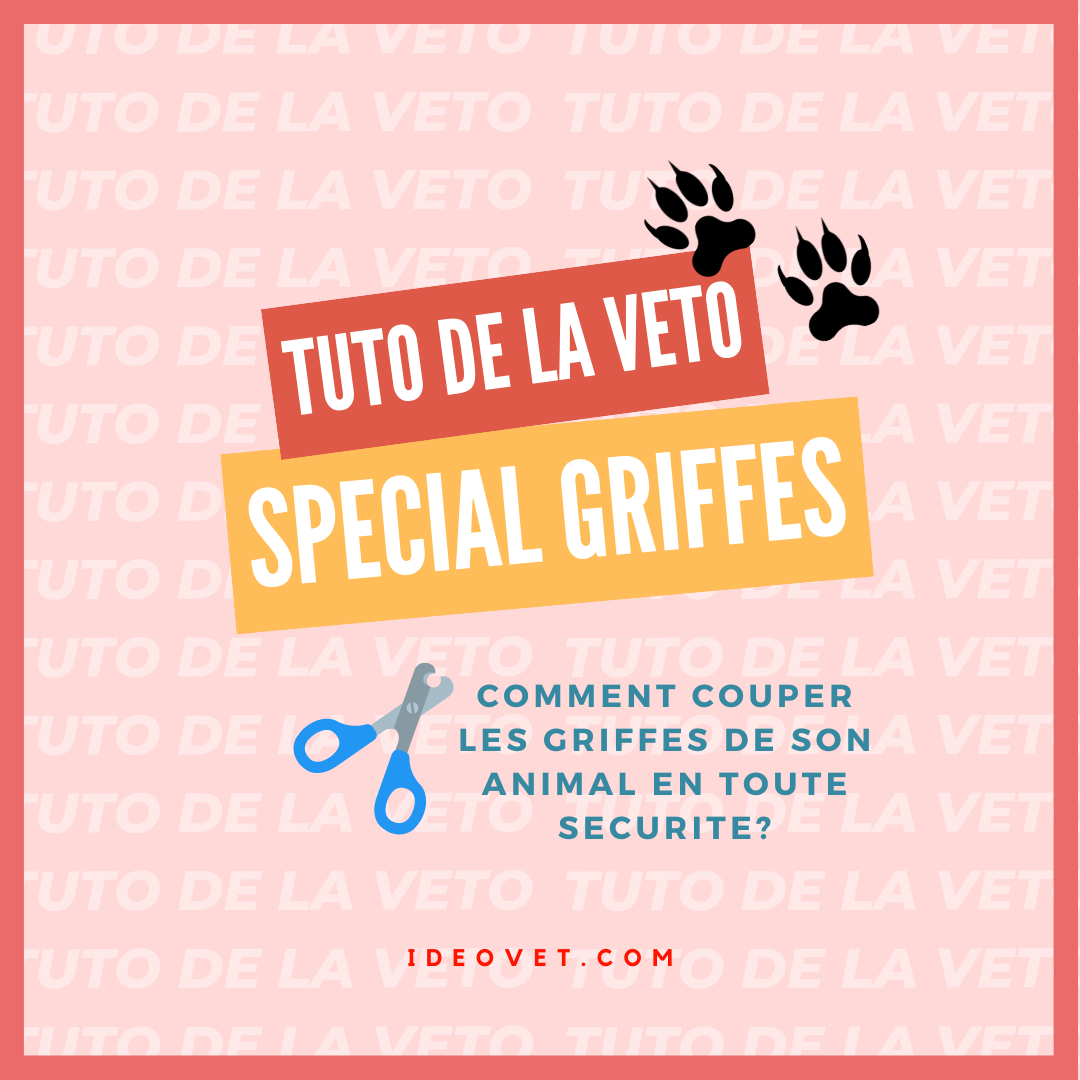 TUTO DE LA VETO : Comment les griffes de son animal?