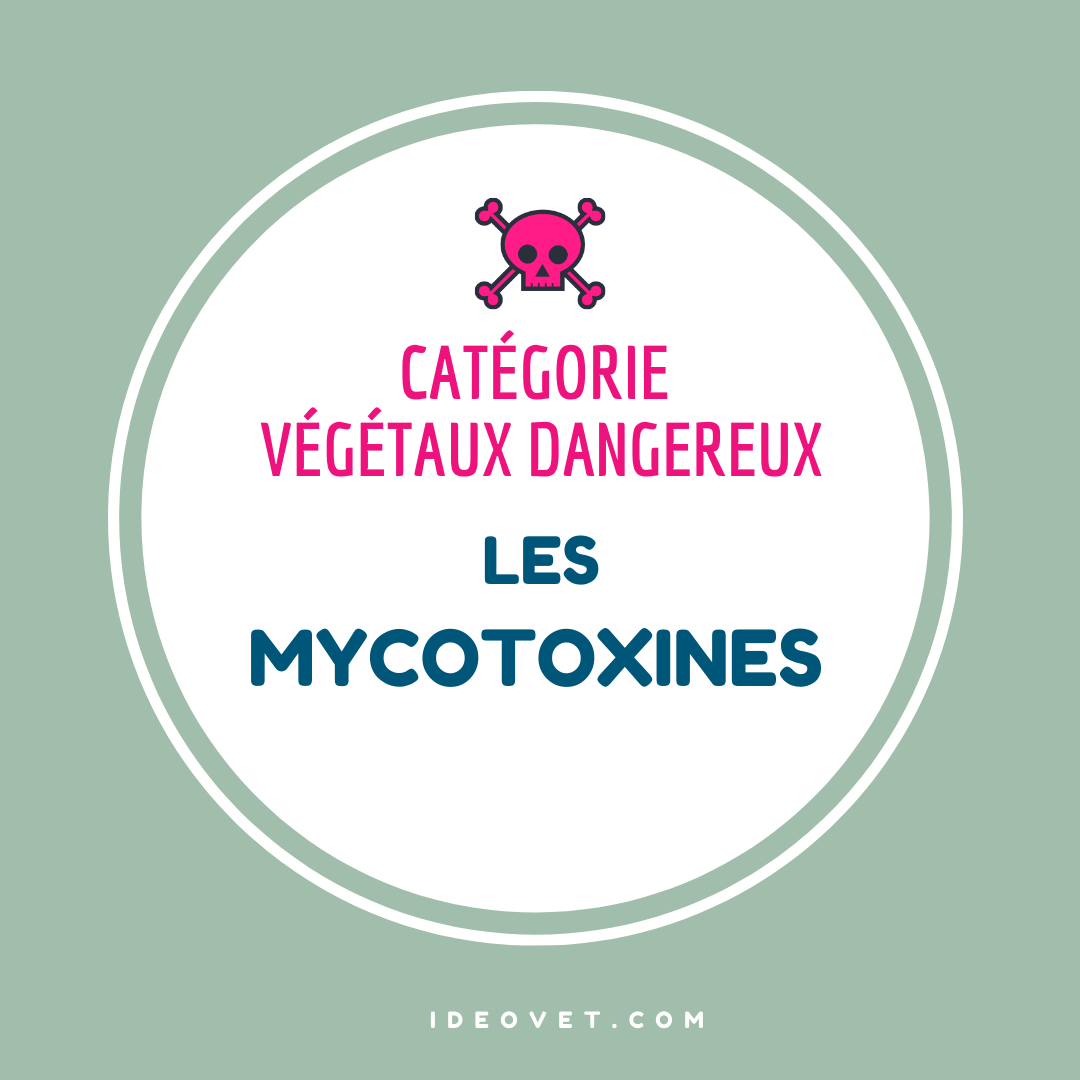INFO INTOX : LES MYCOTOXINES