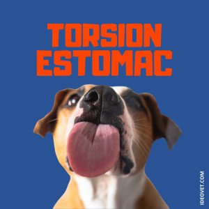 SDTE ou Syndrome Dilatation Torsion de l'Estomac