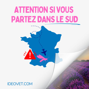 ATTENTION SI VOUS PARTEZ DANS LE SUD : LA LEISHMANIOSE