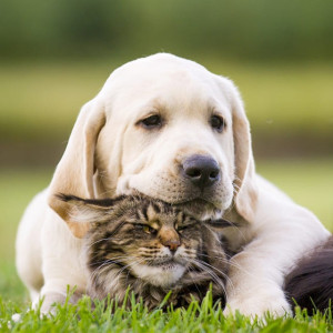 L'hypercorticisme chez le chien : quand les hormones s'emballent