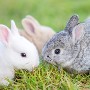 La phéromone apaisante du lapin