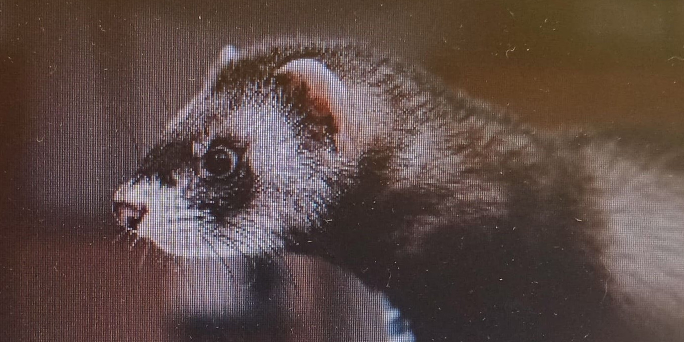 Prendre soin de  votre furet
