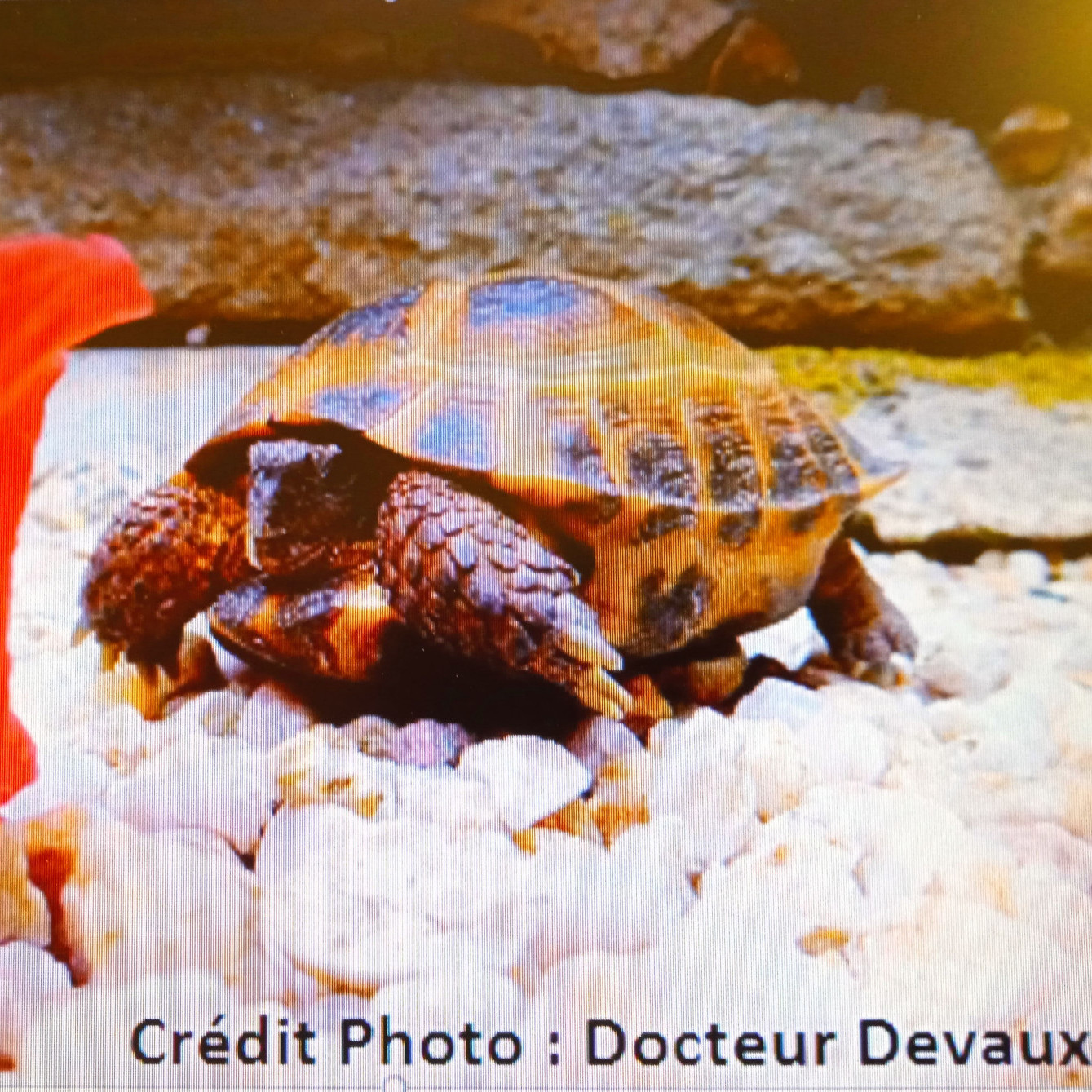 Prendre soin de votre tortue des steppes