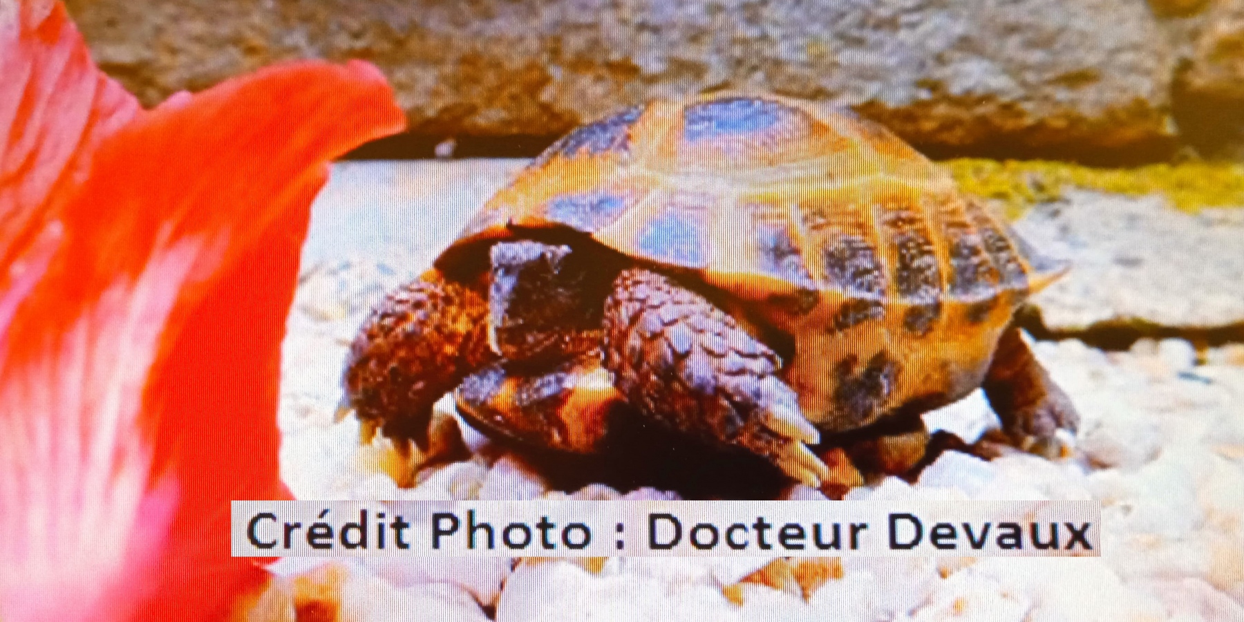 Prendre soin de votre tortue des steppes