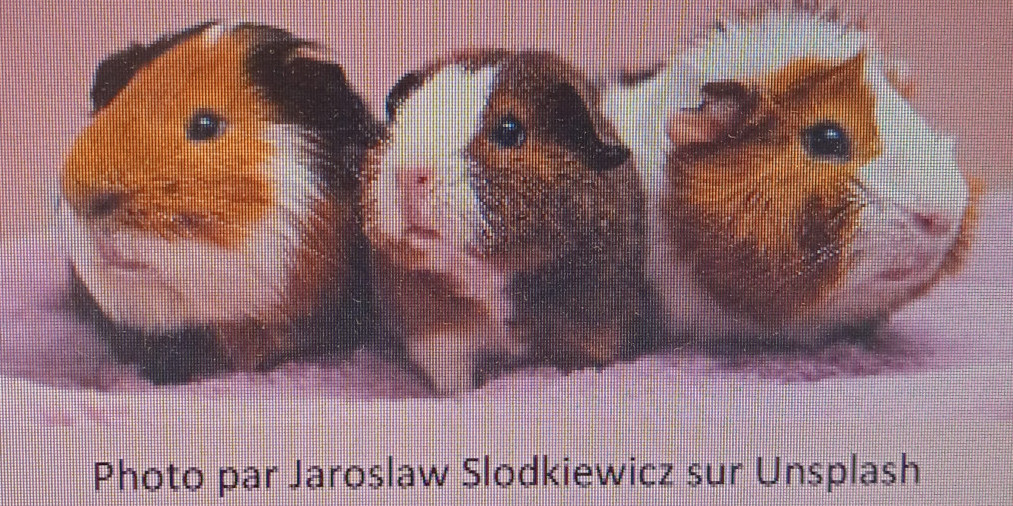Prendre soin de votre cochon d'Inde