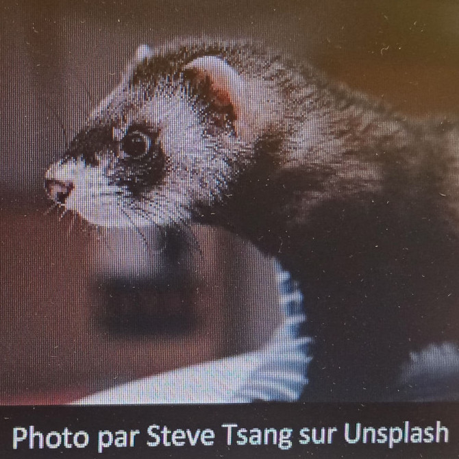 Prendre soin de  votre furet