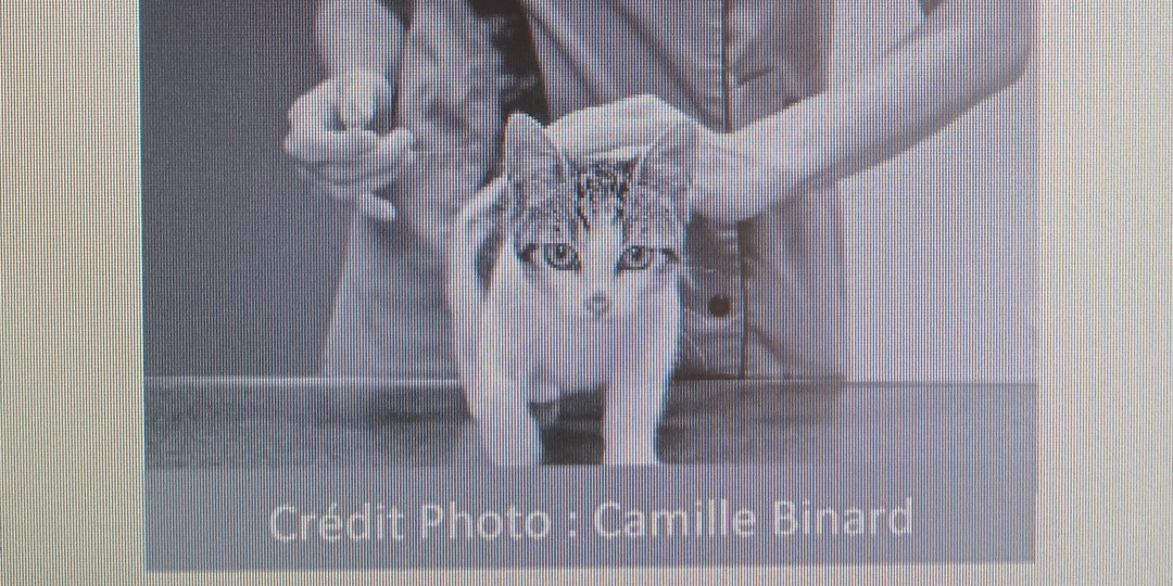 La vaccination des chiens et chats