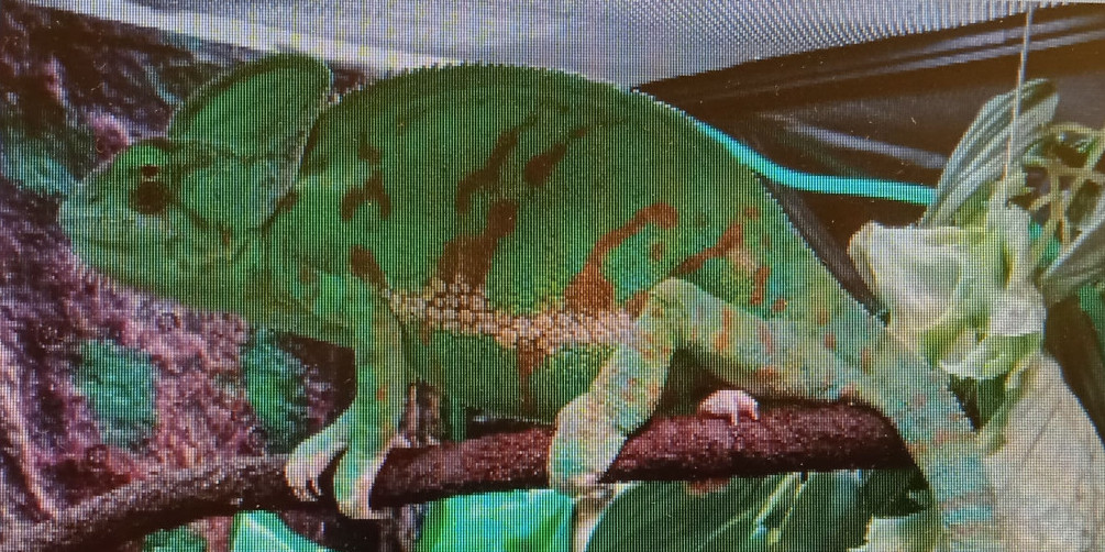 Prendre soin de votre caméléon