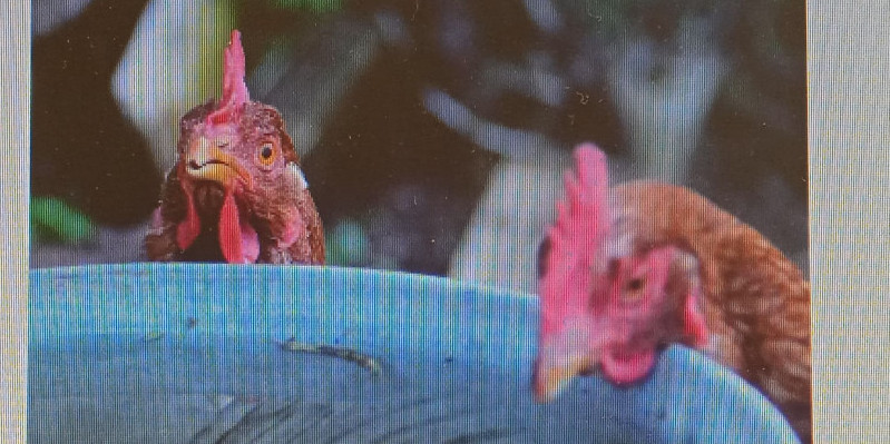 Prendre soin de votre poule