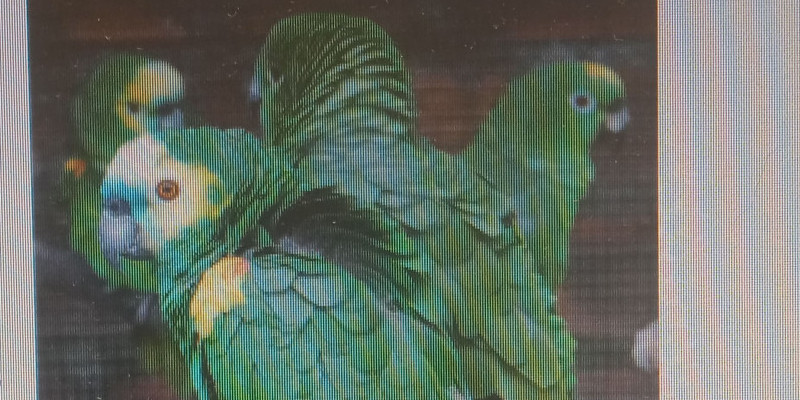 Prendre soin de votre perroquet