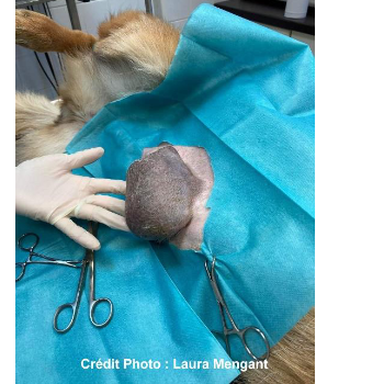 Le cancer chez l'animal