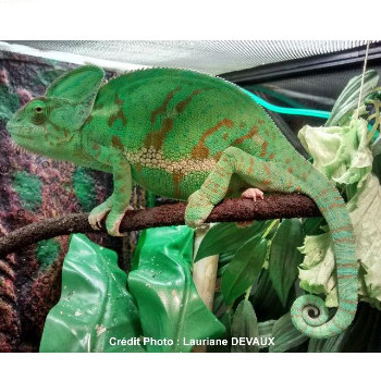 Prendre soin de votre caméléon