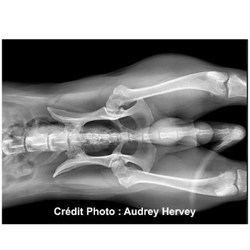 L'arthrose chez le chien et le chat
