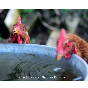 Prendre soin de votre poule