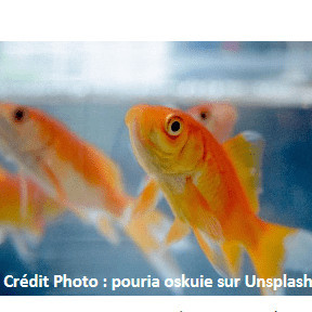 Prendre soin de votre poisson rouge