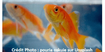 Prendre soin de votre poisson rouge