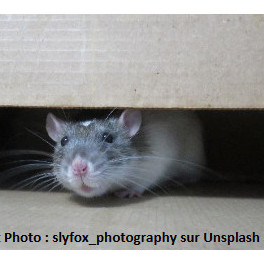 Prendre soin de votre rat